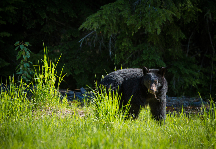 Whistler Bear Grazing on Grass