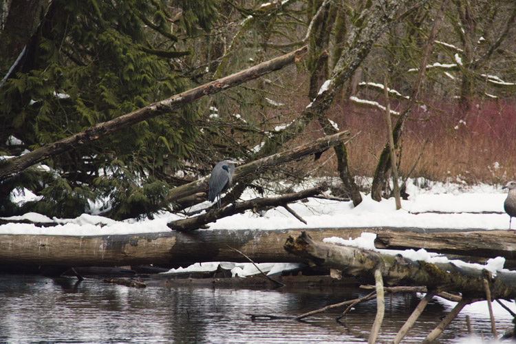 Blue Heron on Cheakamus River