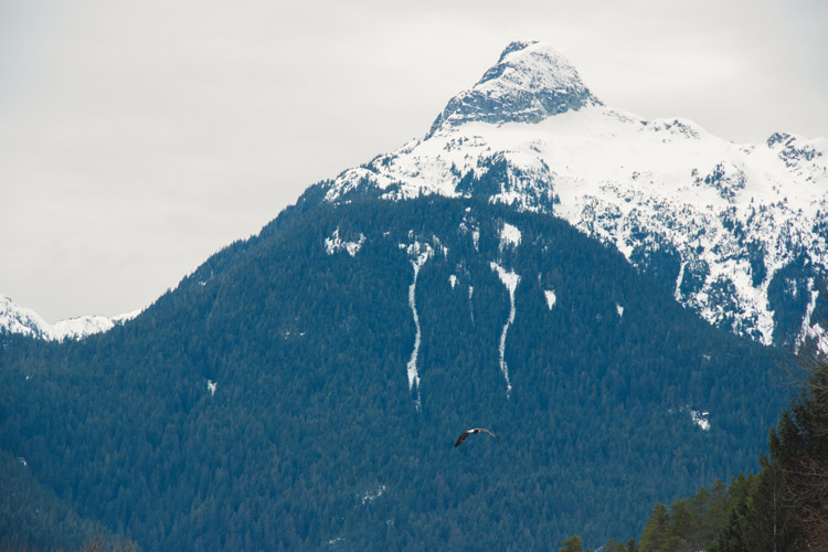 Bald Eagle flying in the mountains