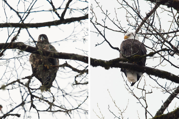 A Juvenille and an Adult Bald Eagle