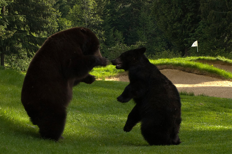 Bears play on the Whistler Golf Club links