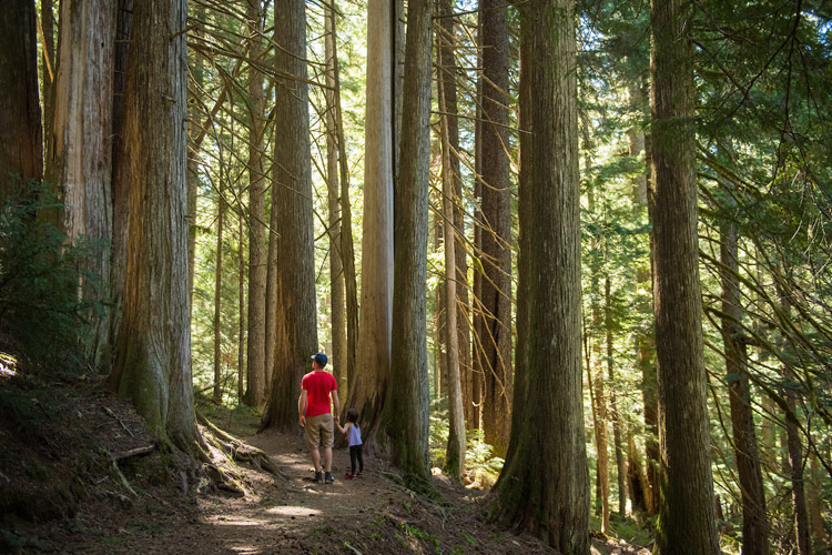 Hiking through ancient cedars to Cheakamus Lake