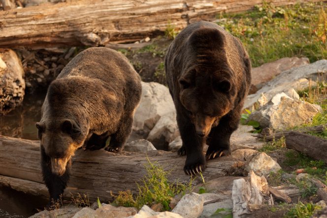 Two grizzly bears at Grouse Mountain in North Vancouver, BC